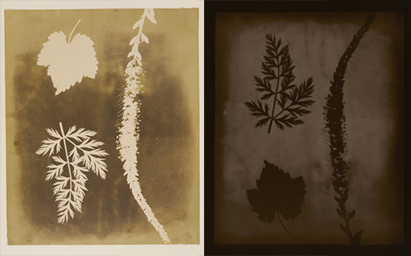 Historical photographic negative and positive prints